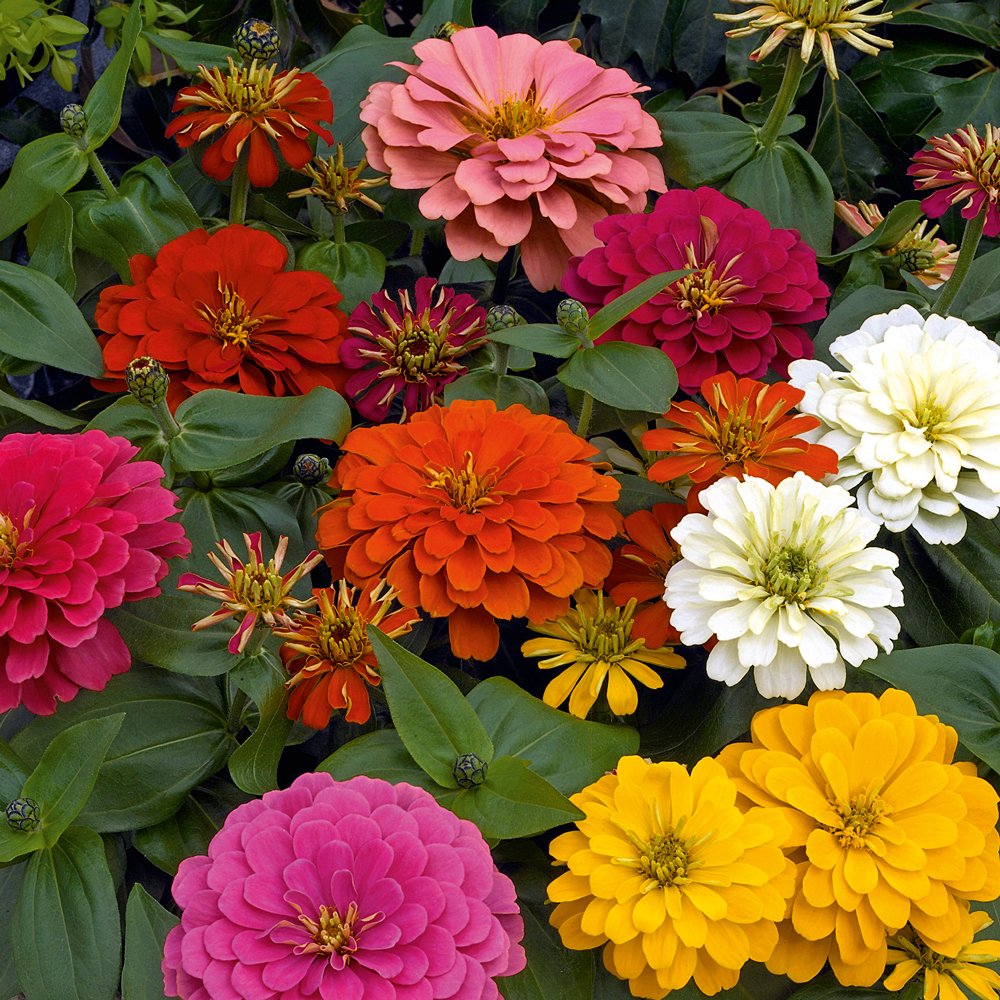 picture of zinnia flowers variety magellan